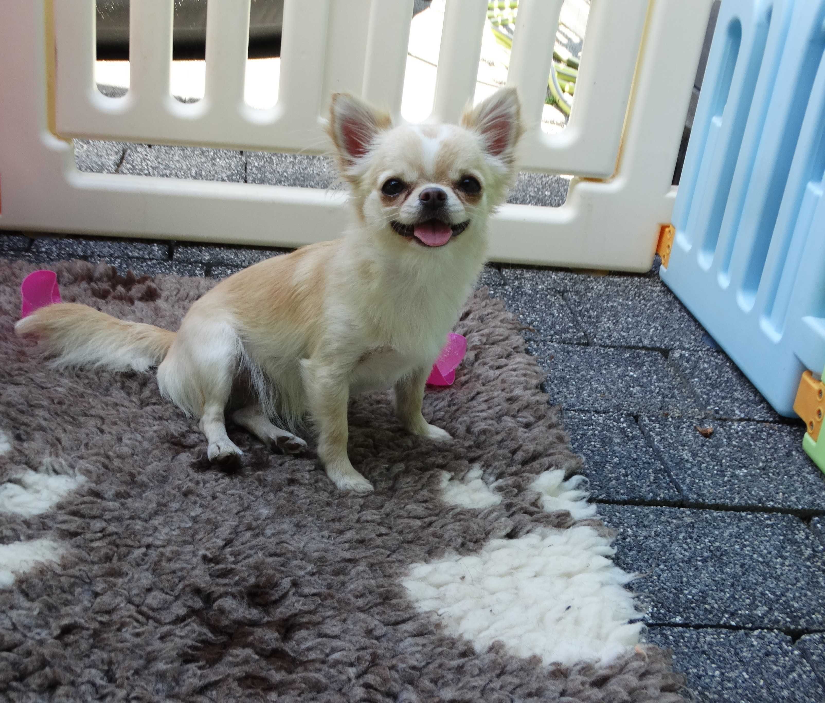 Chihuahua długowłosa mała dziewczynka ZKwP FCI