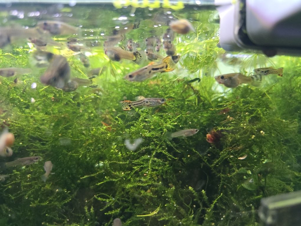 Guppys juvenis Machos e fêmeas