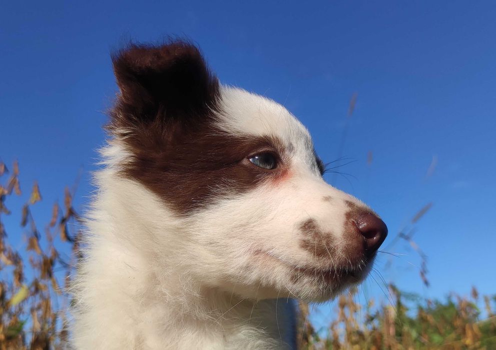 Piękna Rasowa Suczka Border Collie z pełną dok. hodowli