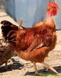 Цыплята суточные Испанка-голошеая,Редбро,Геркулес