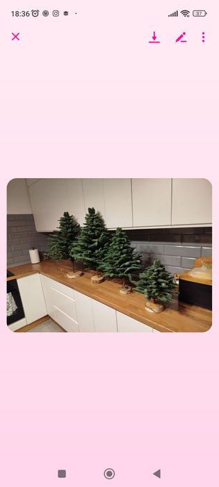 Choinki cięte i w doniczkach Jodła kaukaska świerk srebrny