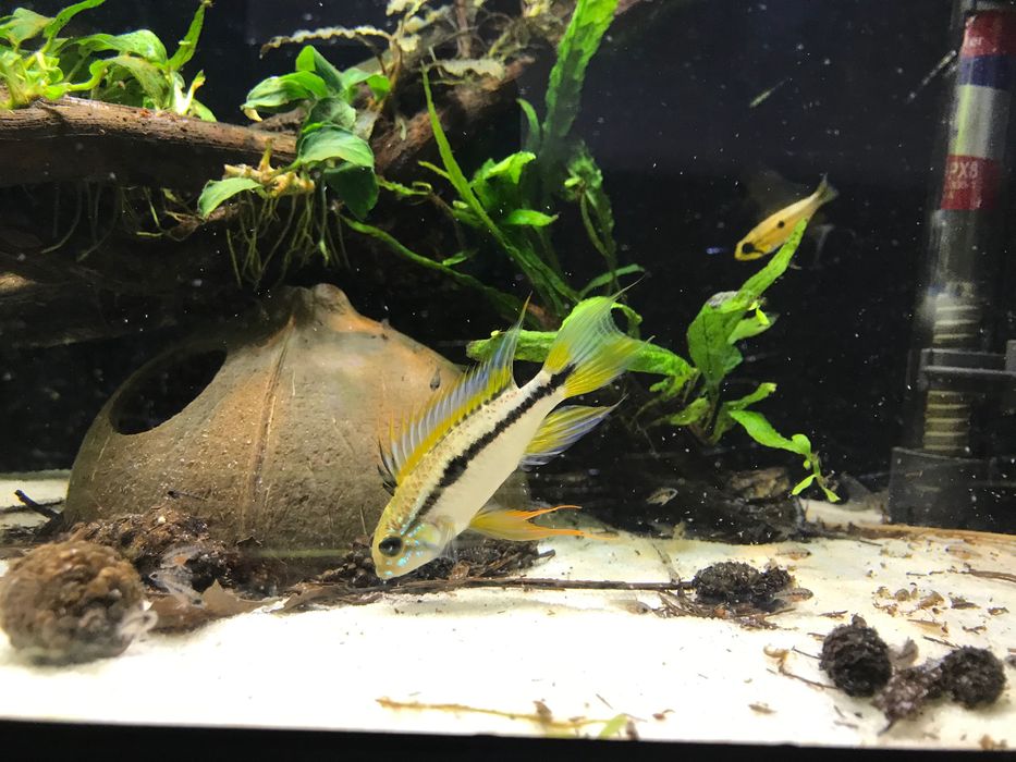 Apistograma bitaeneata rio Nanay- Casais