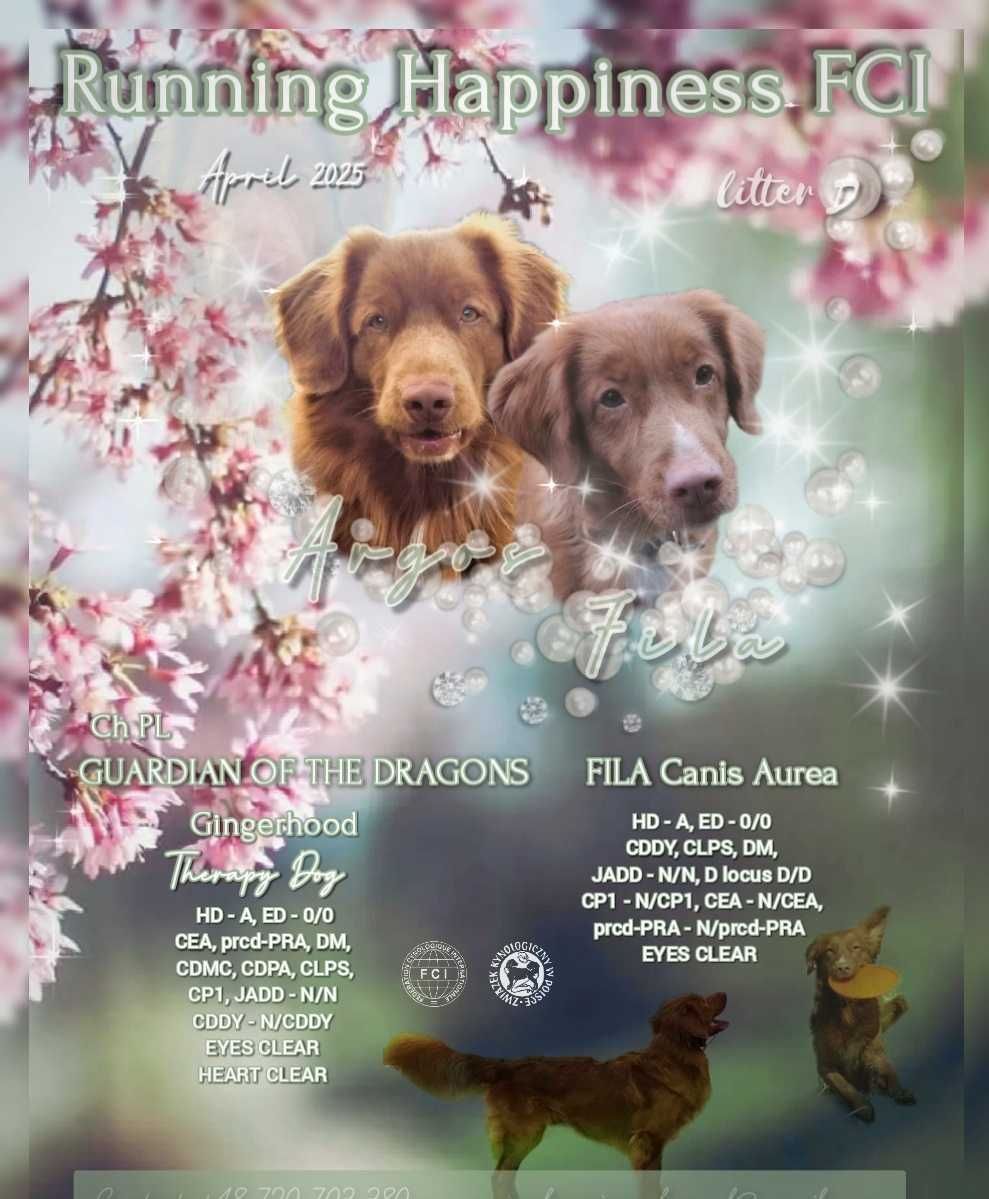 Nova Scotia Duck Tolling Retriever - suczka  ZKwP / FCI