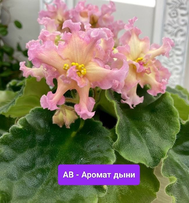 Фиалки детки сортовые