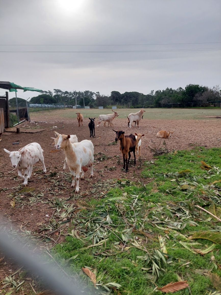 Cabras e cabritos