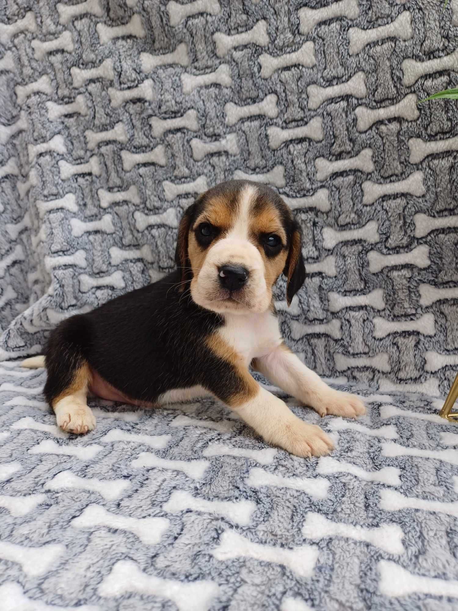 Beagle suczka 8 tygodni