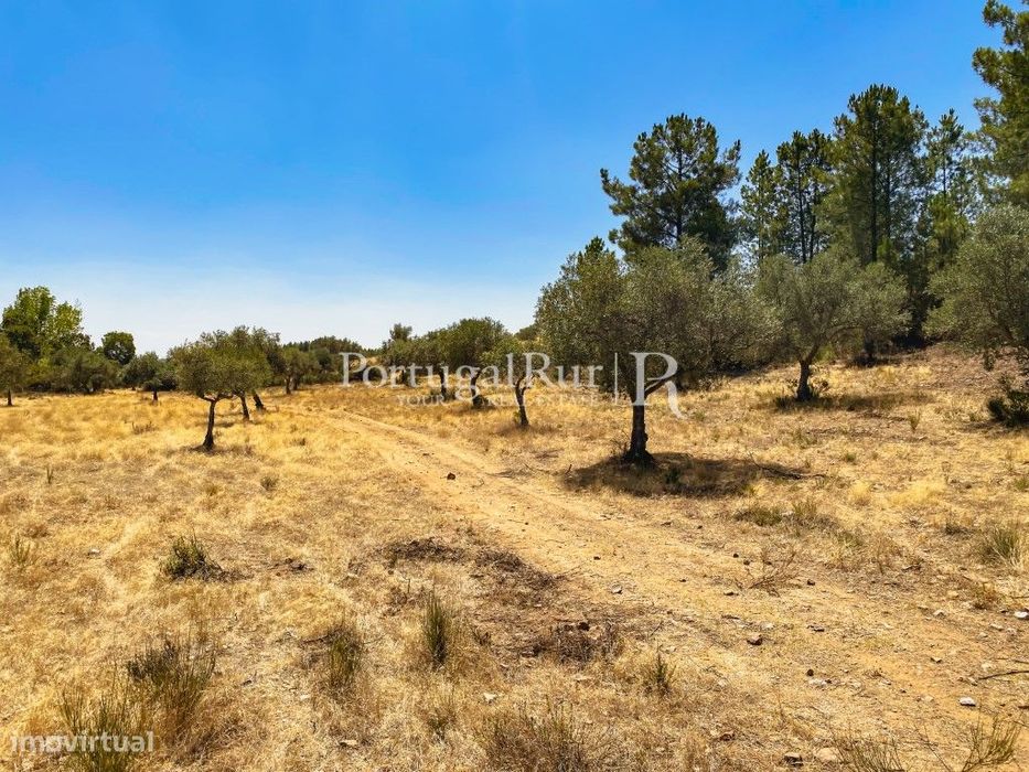 Terreno rústico em Monsanto