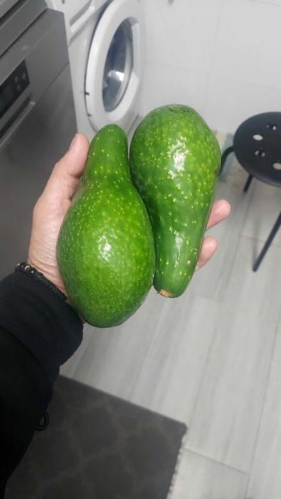 Pera abacate grande
