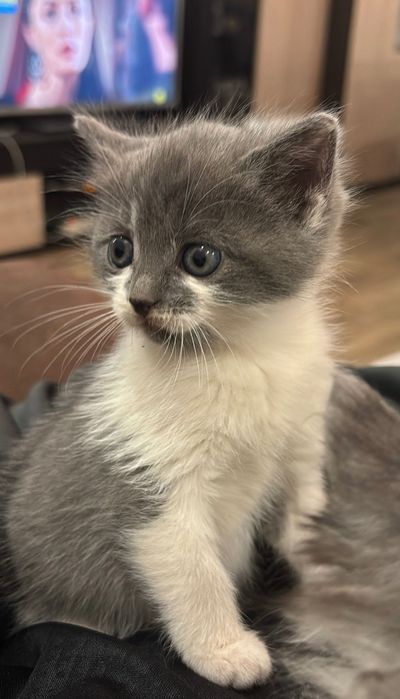 Віддам Кішок в хороші руки