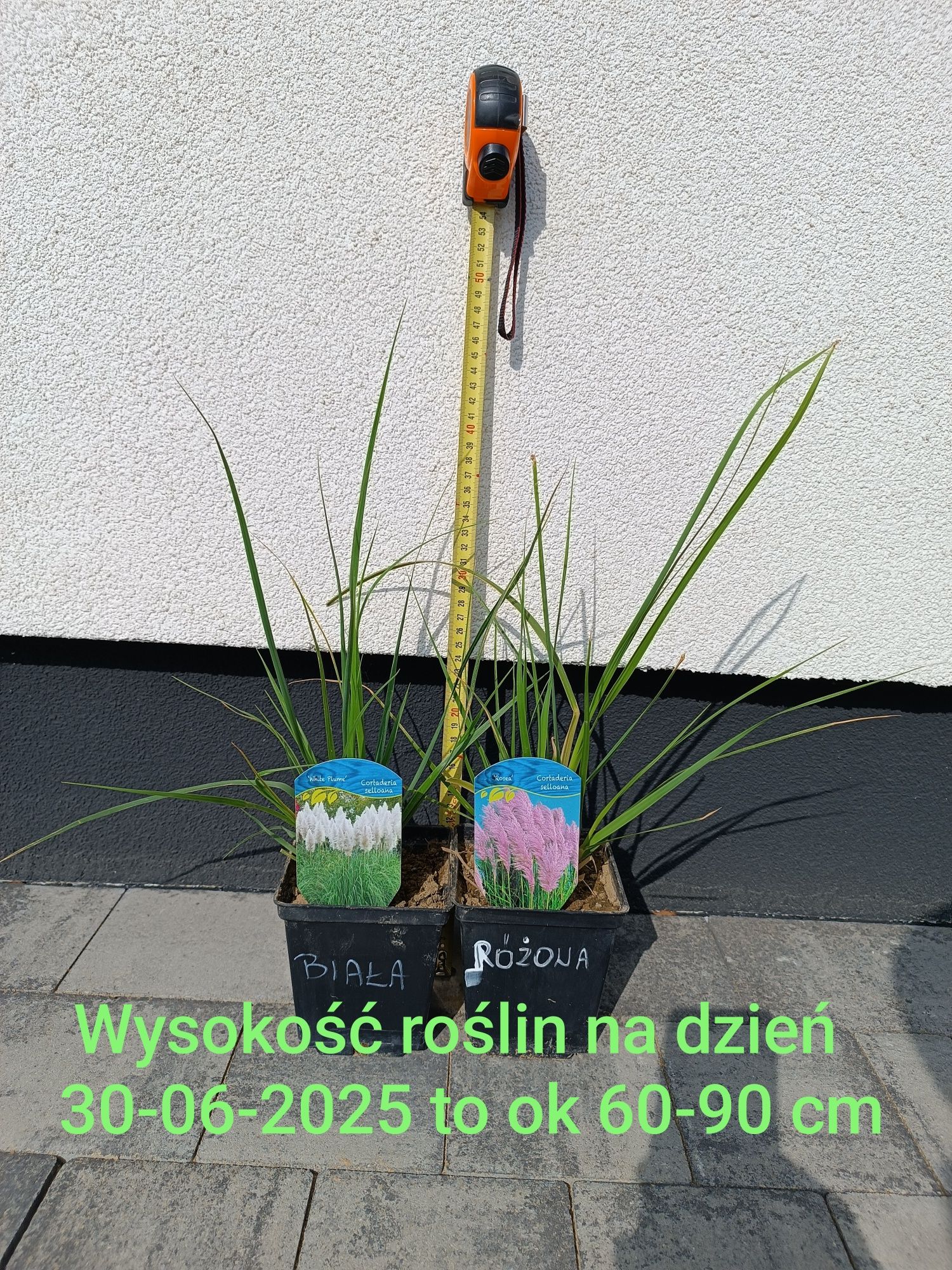 Trawa pampasowa biała i różowa sadzonka P11