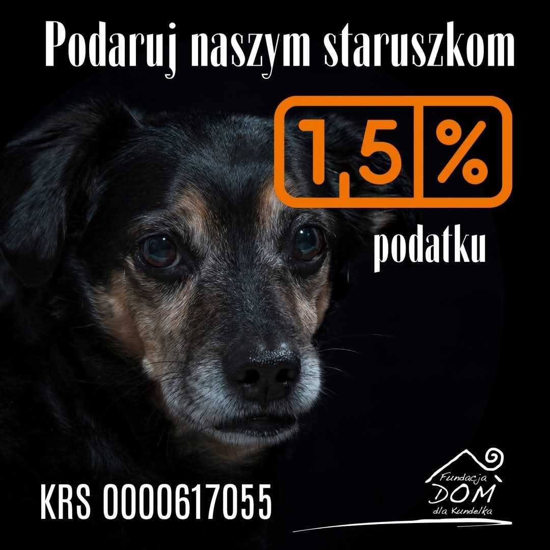 Michu vel Misiek czeka na domek