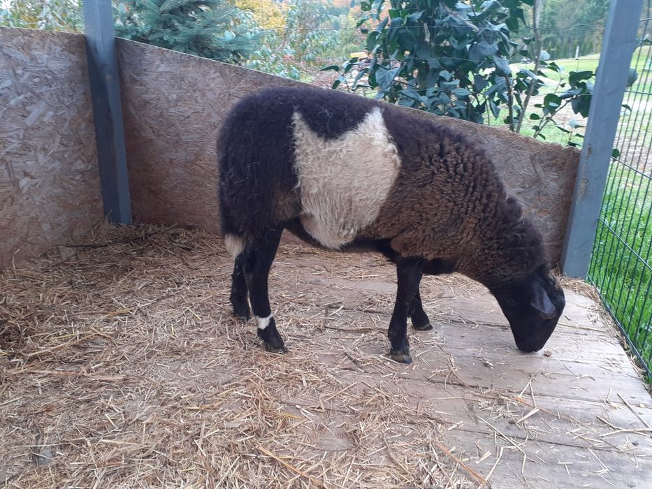 Sprzedam owieczkę 50% Dorper