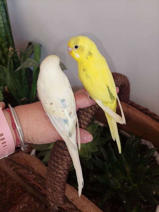 Periquitos Domesticados