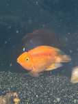 Troco peixe papagaio