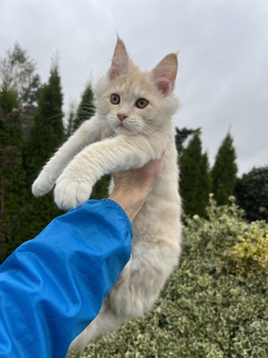Kotka   Maine Coon  z Rodowodem