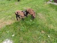 Owce kameruńskie