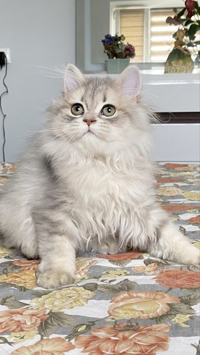 Британське кошеня голубе золото