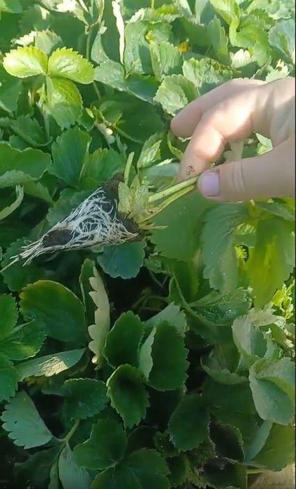 Саджанці Полуниці Копана Касета Малина Плодові дерева Рассада Клубники