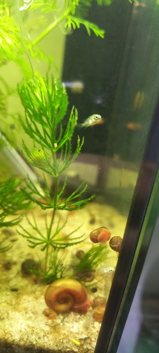 ciclídeo polar azul papagaio,