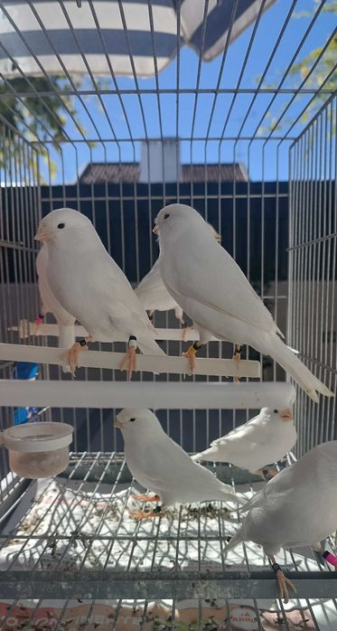 Canários machos - Brancos Recessivos