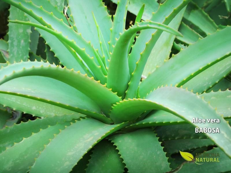 Aloe verá - Pedaços da planta (Gel para usar) Baixa Preço