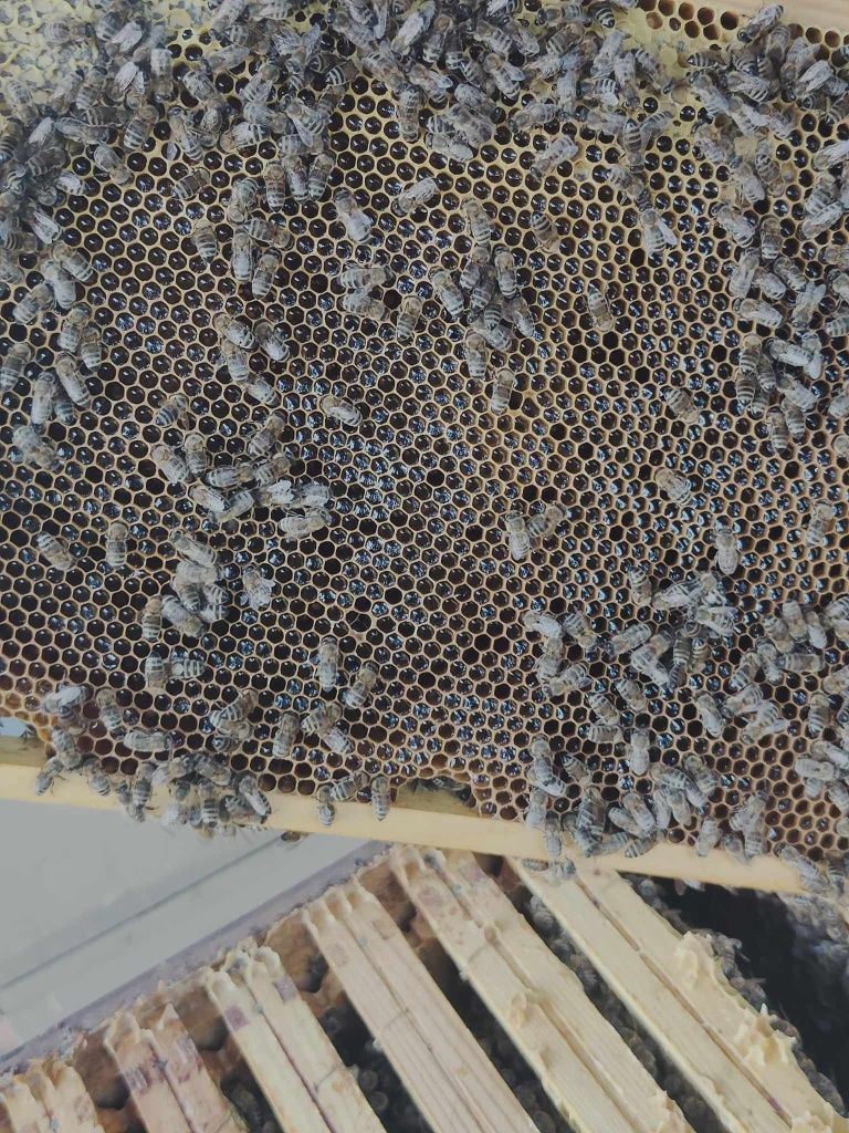 Odkłady pszczele 2024 rok