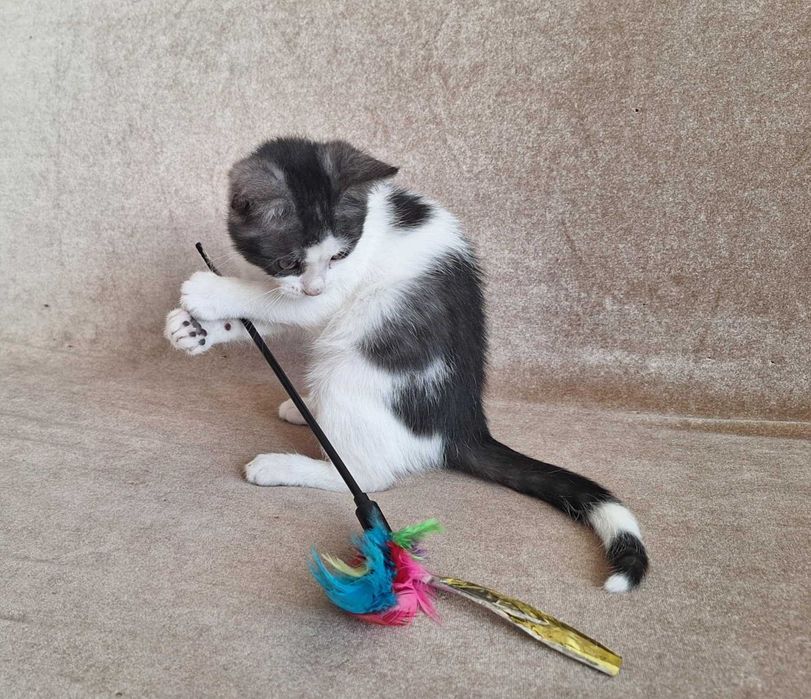 malutki słodziak do oddania