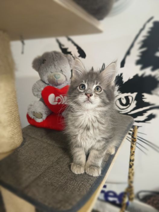 *Malibu*Maine Coon Zapraszamy do rezerwacji Rodowód Chip