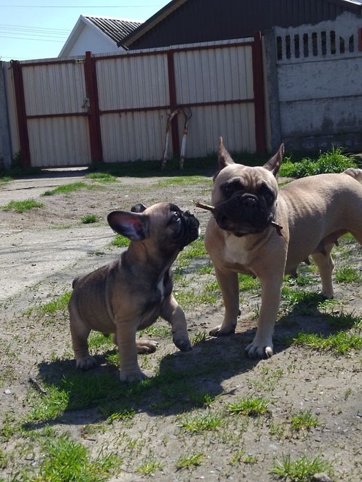 Продаємо щенків .