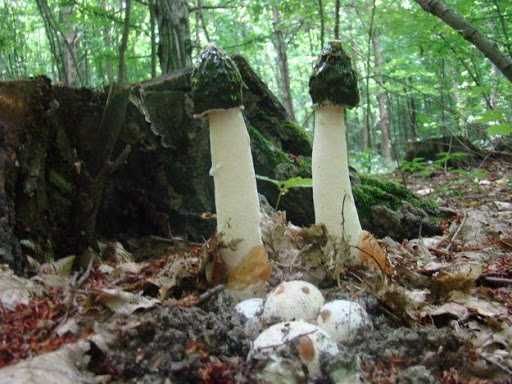 гриб веселка,настоящий лесной,лечебный гриб