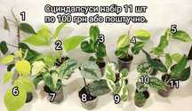 Пропонуємо Епіпремніум Epipremnum, сциндапсус, тропічна ліана.