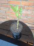 Datura, anielskie trąby