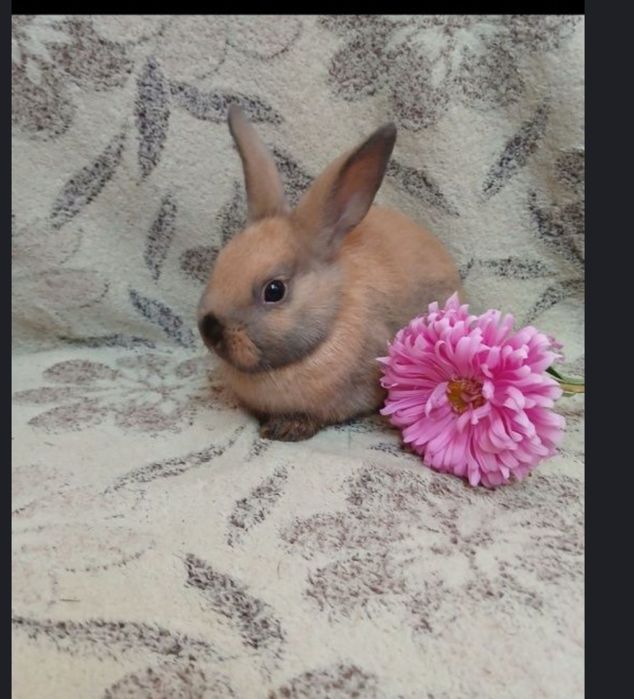 Кролики декоративні