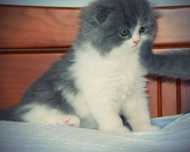 Scottish Fold Macho