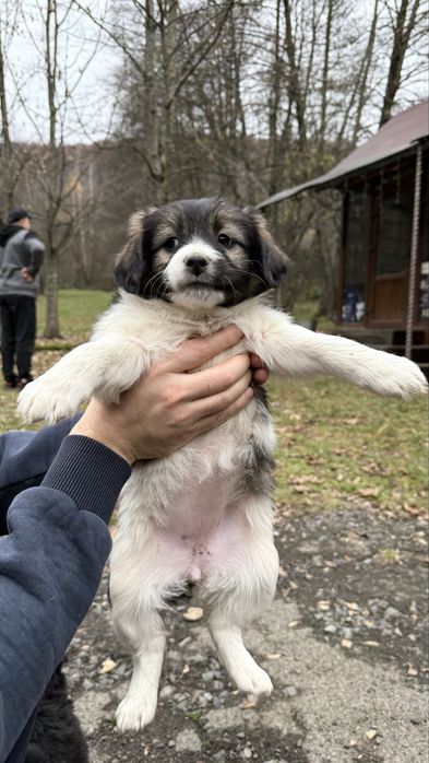 Песики манюні шукають дім