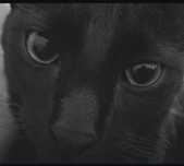 Gato preto procura novo lar