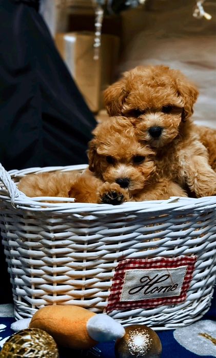 Яскраві карамельні цуценята. Мальтіпу ф1 3місяці. Цуценята