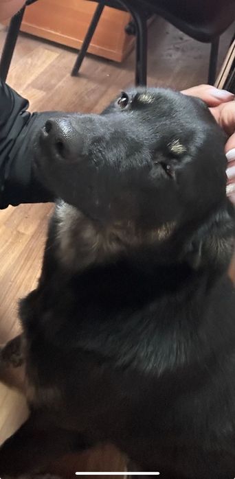 Собаки метисы ДАРОМ