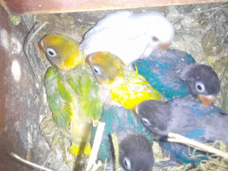 Agapornis bebés para criar a mão