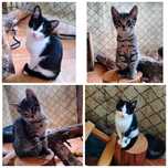 Kociaki i ich mamy do adopcji