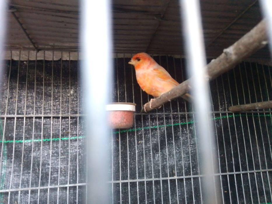 Canário macho dócil