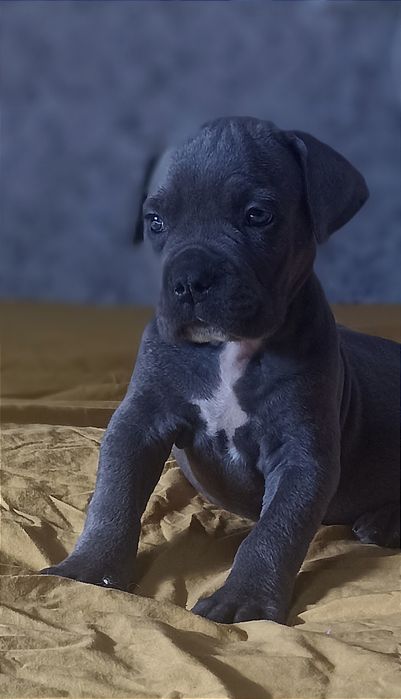 Цуценята кане-корсо