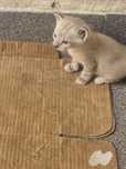 Gatinhos bebés ler escricao