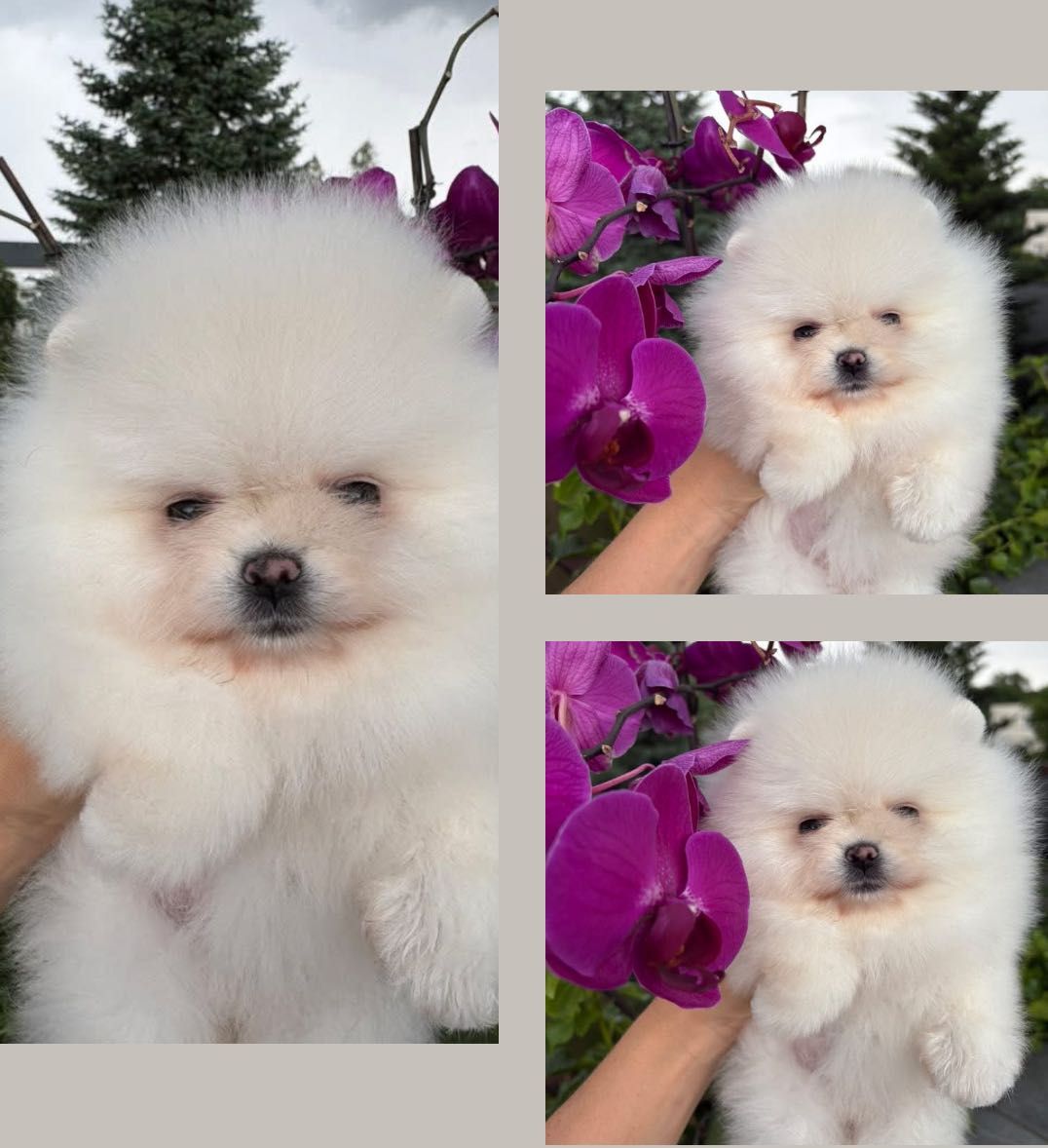 Suczka FCI zkwp Pomeranian szpic miniaturowy