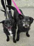 Adopcja Duet nie do podrobienia
