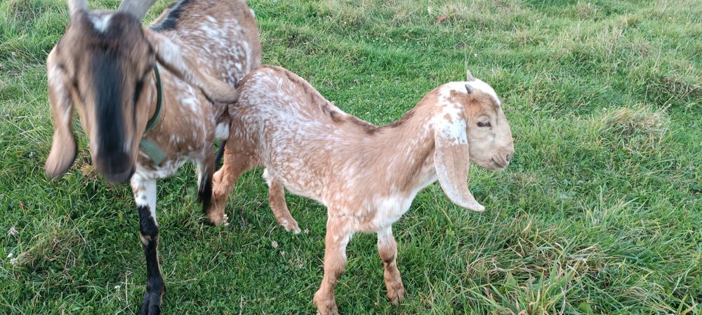 Козеня коза англо-нубійська