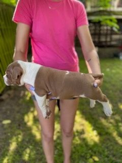 American bully pocket