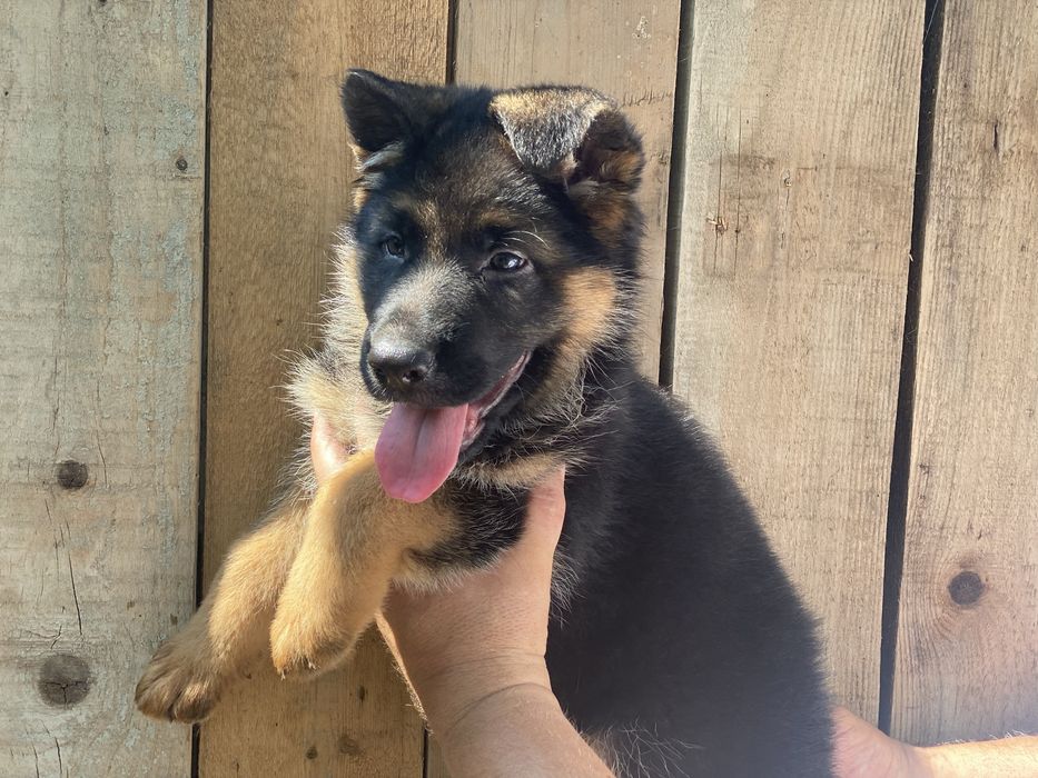 Німецькі вівчарки