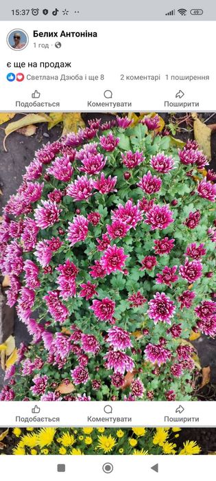 продам хризантему