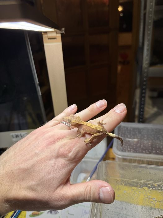 Gekony orzęsione / Gekon orzęsiony